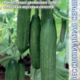 Cucumber Dionysus F1 seeds 5pcs