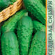 Cucumber Etude F1 seeds 10pcs