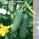 Cucumber Herman F1 seeds 5pcs