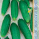 Cucumber Ginga seeds 10pcs