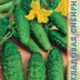 Cucumber seeds grade Kudesnik