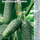 Cucumber Maresa F1 seeds 8pcs