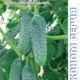 Cucumber Meringue F1 seeds 5pcs