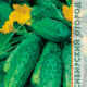 Cucumber Reliable seeds 10pcs