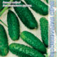 Cucumber Natasha Mix F1 seeds 5pcs