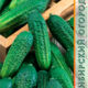 Cucumber seeds grade Otelo F1