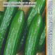 Cucumber Safaa Mix F1 seeds 10pcs