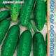 Cucumber Siberian gherkin seeds 10pcs