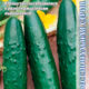 Cucumber Slice king F1 seeds 5pcs