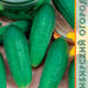 Cucumber Vyaznikovsky 37 seeds 10pcs