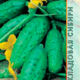 Cucumber Vector seeds 10pcs