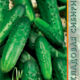 Cucumber Vitan seeds 10pcs