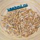 Oat seeds RST1 for sprouting