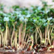 Pak choy (bok choy) seeds for microgreens