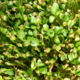 Microgreen Seeds Fenugreek