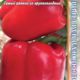 Pepper Aristotle EX 3 R F1 seeds 5pcs