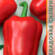 Pepper Viking seeds 0.15g