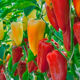 Seedlings of sweet pepper grade Katrin