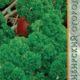 Parsley curly Astra seeds 1g