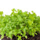microgreen seeds parsley leaf