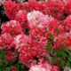 Hydrangea Pink Diamond (Pink Diamond)