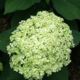 Hydrangea Lime Rickey (Lime Rickey)