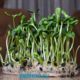 microgreen sunflower sprouts
