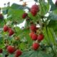 Raspberry seedling grade Hercules
