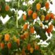 Raspberry seedling grade Orange miracle