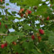Raspberry seedling grade Lyachka