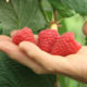 Raspberry seedling grade Primalba