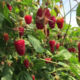 Raspberry seedling grade Pshehiba