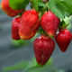 Strawberry saplings grade Roksana