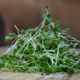 Microgreen rapeseed sprouts