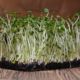 Microgreen rapeseed sprouts