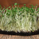 Microgreen Seeds Rapeseed