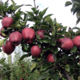 Apple-tree saplings Red Chif wholesale