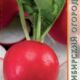 Radish Champion seeds 2g