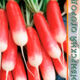 Radish French breakfast seeds 2g