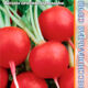 Radish Presto seeds 2g