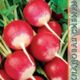 Radish Zarnitsa seeds 2g