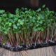 microgreen radish sprouts