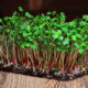 Radish seeds for microgreens