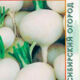 Radish Winter round white seeds 2g