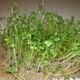 Turnip seeds for microgreens