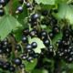 Blackcurrant saplings Ruben wholesale