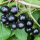 Black currant saplings Ilyinka