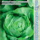 Head lettuce Alanis seeds 20pcs