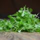 microgreen lettuce sprouts