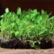 Watercress seeds for microgreens